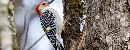 Bird Walks at Rock Point Center