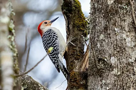 Weekly Bird Walks at Rock Point Center