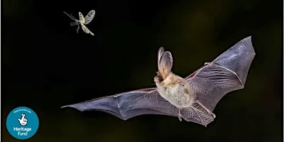 Festival of Nature | Bat Walk | Palgrave Woodland, Palgrave