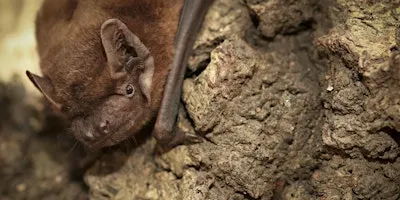 Family Bat Night (4+)