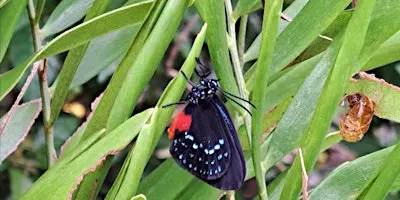 Our Favorite Native Plants and Why -- A Discussion Panel -- FREE!