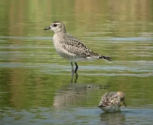 Forsythe (Brigantine) NWR