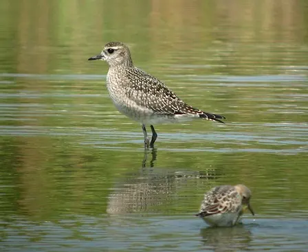 Forsythe (Brigantine) NWR