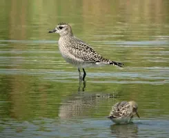Forsythe (Brigantine) NWR