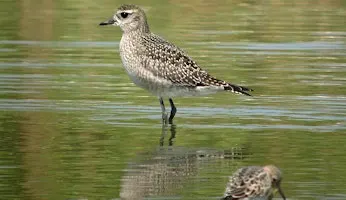 Forsythe (Brigantine) NWR