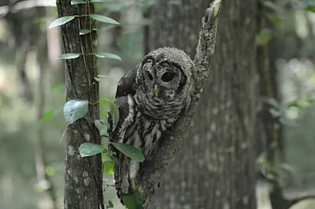 Owl Prowl