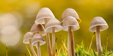 Fungi Identification