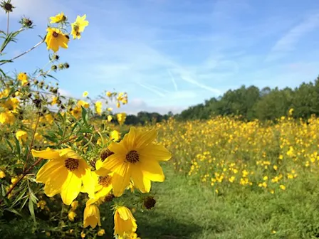 Ask A Master Gardener