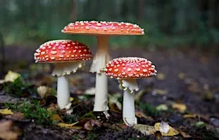 Family Fungus Foray