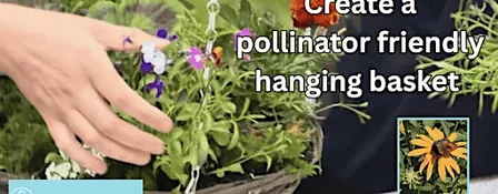 Create a Pollinator Friendly Hanging Basket for Autumn 2026