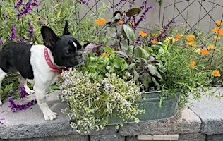 Roadogs Rescue and Pet Power Garden Party