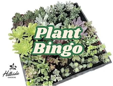 Plant Bingo at Hillside