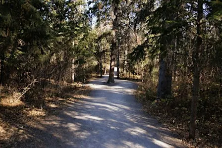 Forest Bathing Walk (ANFT Certified)