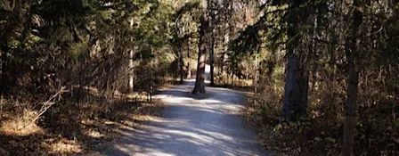 Forest Bathing Walk (ANFT Certified)