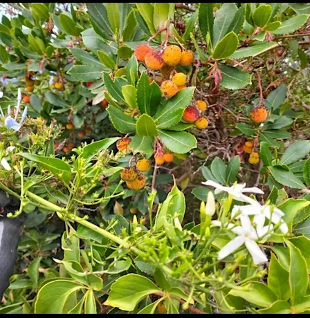 Lab botanica! IMPARIAMO A COSTRUIRE UN ORTO-GIARDINO IN VASO