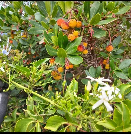 Lab botanica! IMPARIAMO A COSTRUIRE UN ORTO-GIARDINO IN VASO