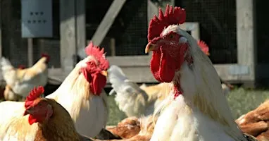 Ted Whitlock Community Center, Backyard Chicken Class
