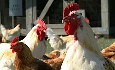 Ted Whitlock Community Center, Backyard Chicken Class