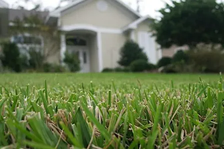 LIMITED PESTICIDE APPLICATOR REVIEW AND CEUS