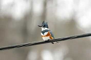 Bird Walk - Wheaton Regional Park