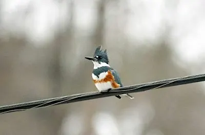 Bird Walk - Wheaton Regional Park