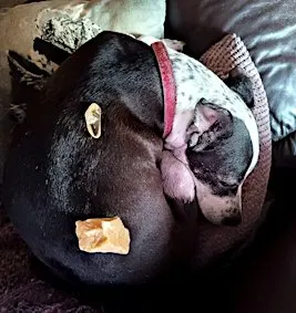 Canine Crystal Healing Workshop -