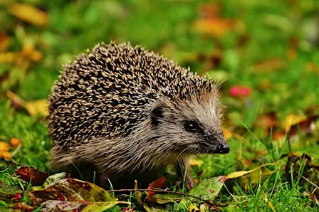 Nature Tots - Forest of Dean - A day in the life of Mr. Spike