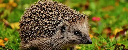 Nature Tots - Forest of Dean - A day in the life of Mr. Spike