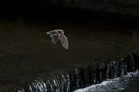 Bat Walk at Stanborough Park