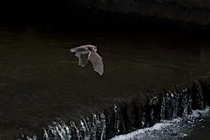 Bat Walk at Stanborough Park