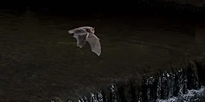 Bat Walk at Stanborough Park