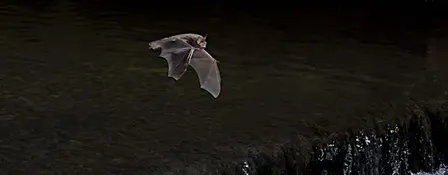 Bat Walk at Stanborough Park