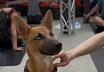 Rescue Puppy Yoga with Live DJ - The Werks