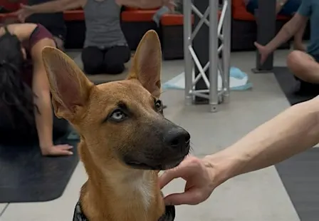 Rescue Puppy Yoga with Live DJ - The Werks