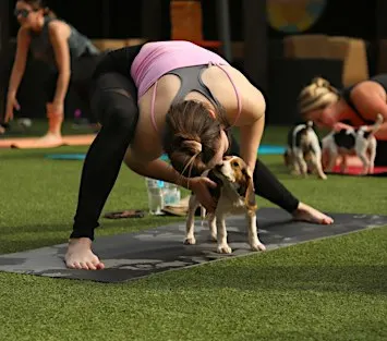 Rescue Puppy Yoga - Hyland Hills Fitness Centers