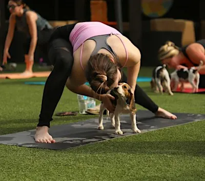Rescue Puppy Yoga - Hyland Hills Fitness Centers