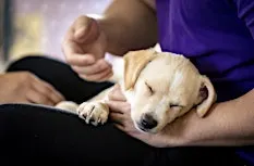Rescue Puppy Yoga - The Denver Athletic Club