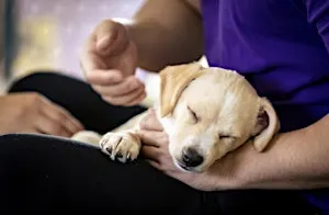 Rescue Puppy Yoga - The Denver Athletic Club