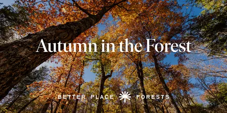 Santa Cruz Memorial Forest | Autumn in the Forest