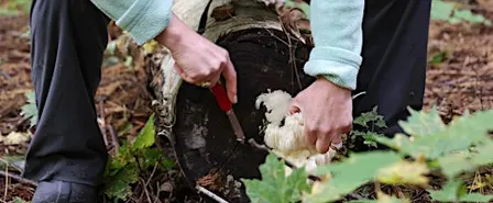 Wild Mushroom Foray