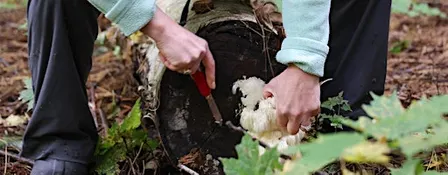 Wild Mushroom Foray