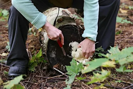 Wild Mushroom Foray