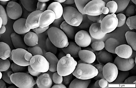 Saturday DNA! Passaic - The Power of Plants & Yeast!