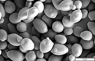 Saturday DNA! Passaic - The Power of Plants & Yeast!
