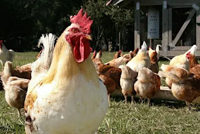 Tony Rosa Community Center, Backyard Chicken Class