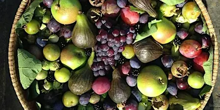 Autumnal Fruits at Halstead Hill Farm -Afternoon