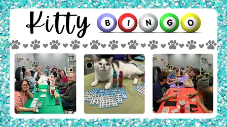 Kitty Bingo