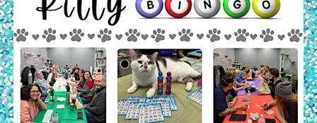 Kitty Bingo