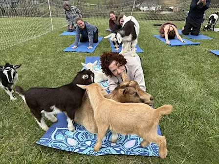 Goat Yoga in Asheville