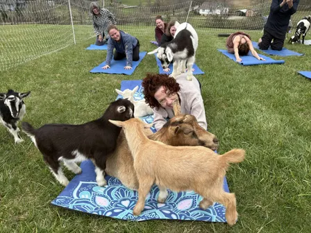 Goat Yoga in Asheville